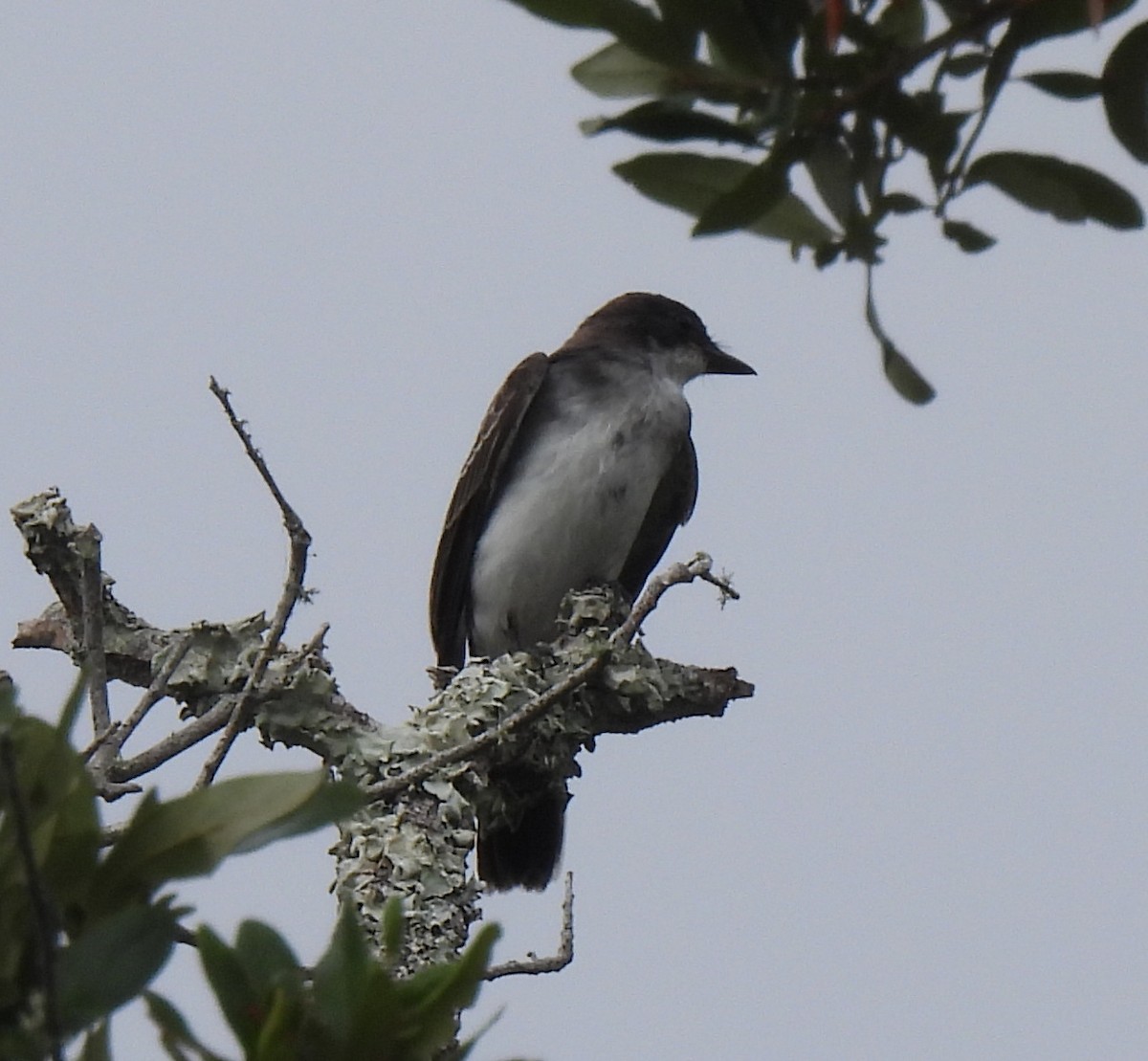 Eastern Kingbird - ML642343233