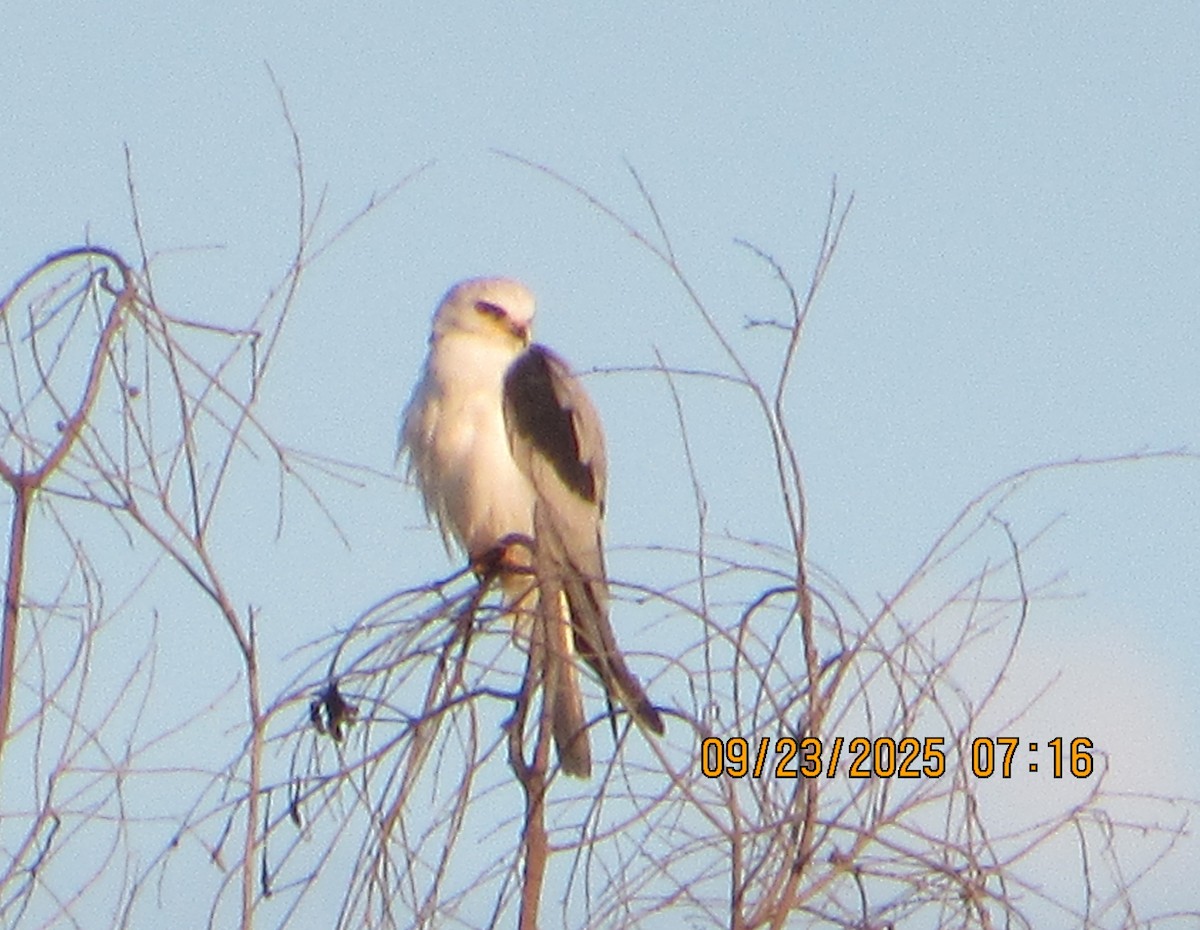 White-tailed Kite - ML642343234