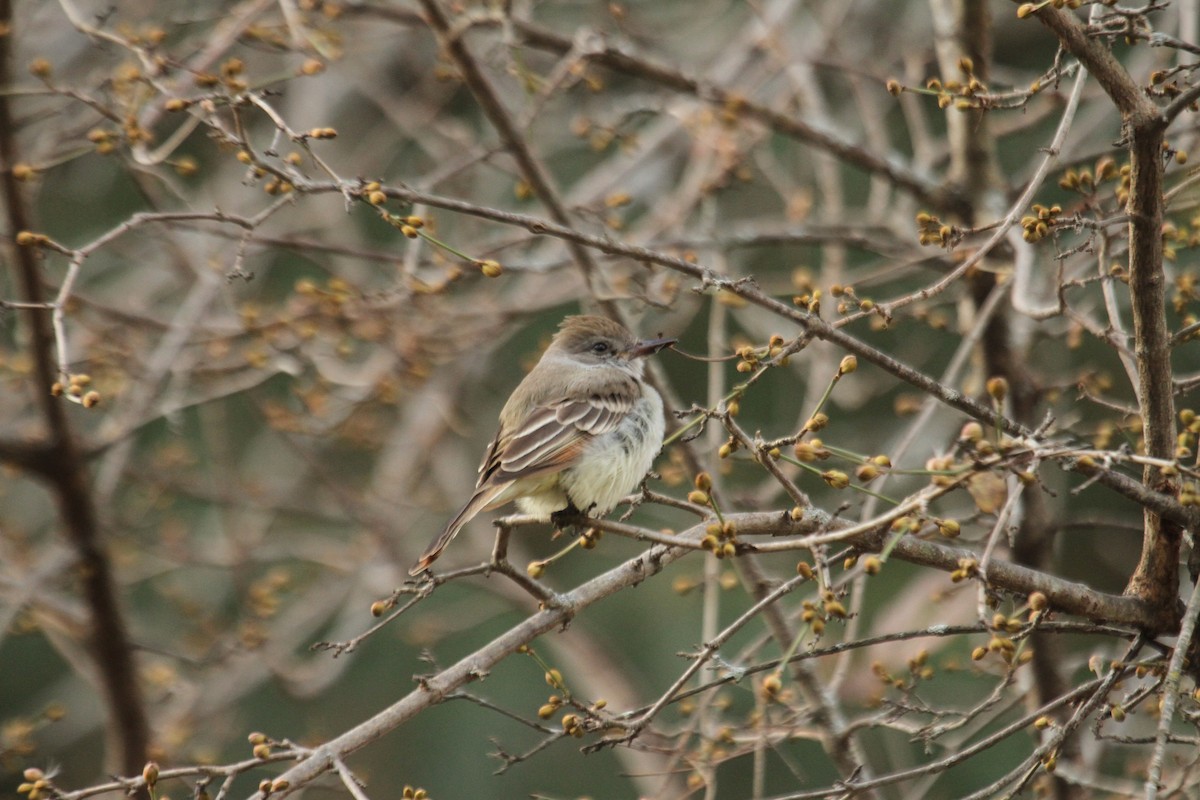 Ash-throated Flycatcher - ML642343241