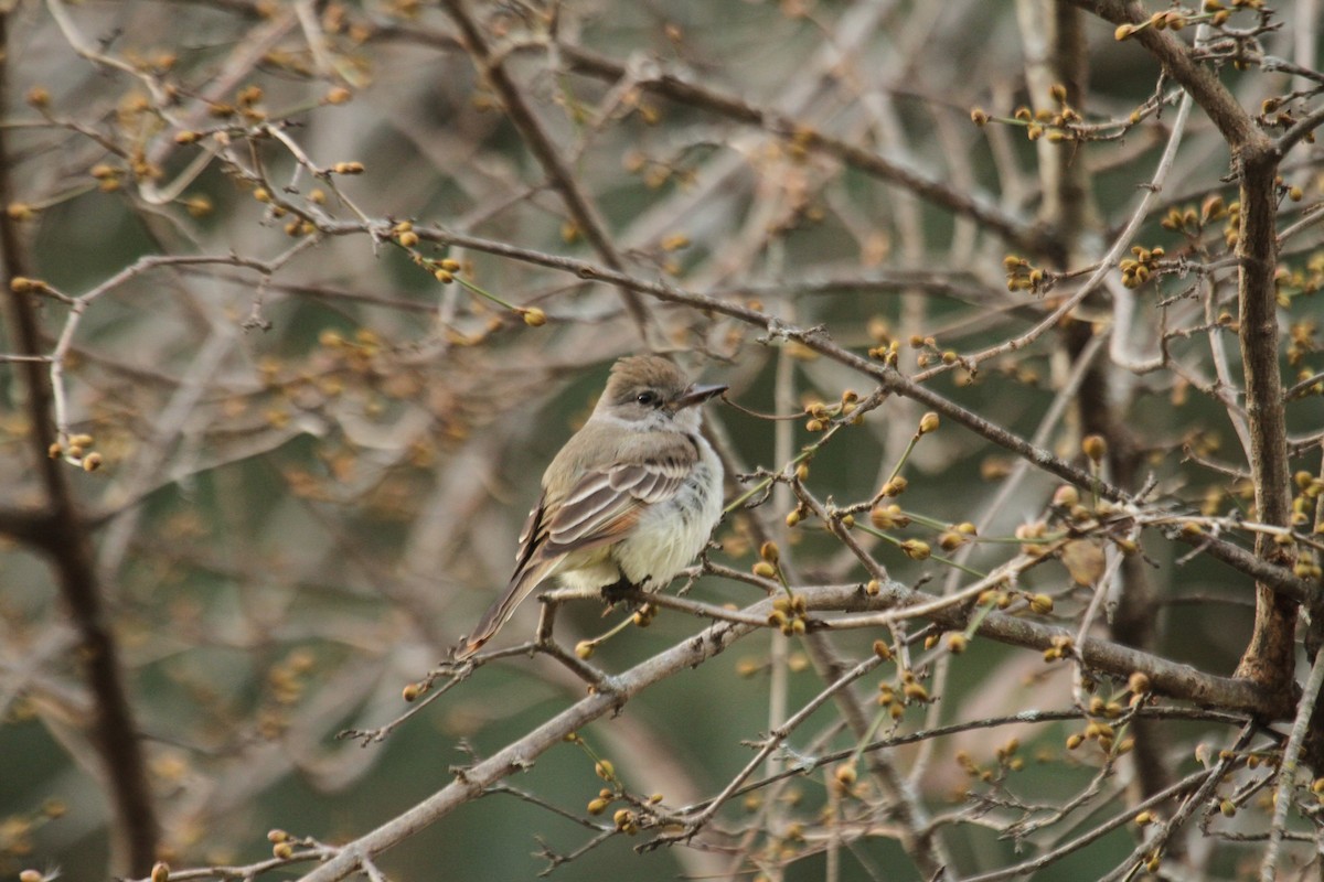 Ash-throated Flycatcher - ML642343242