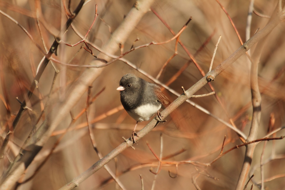 Dark-eyed Junco (Slate-colored) - ML642343250