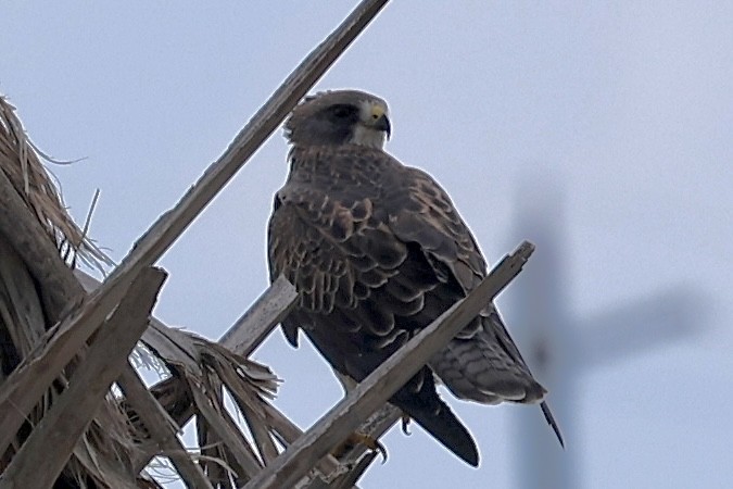 Swainson's Hawk - ML642343259