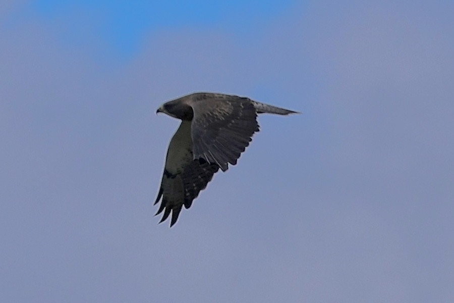 Swainson's Hawk - ML642343260