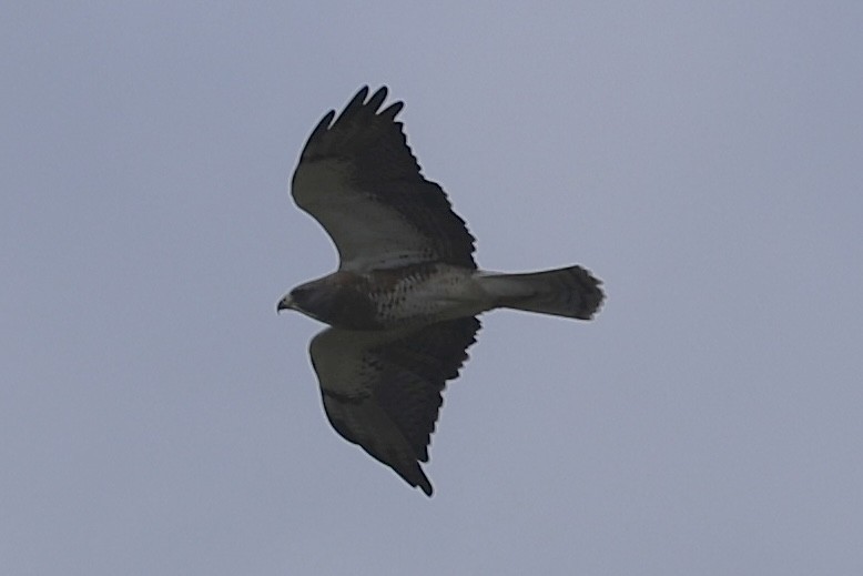 Swainson's Hawk - ML642343261