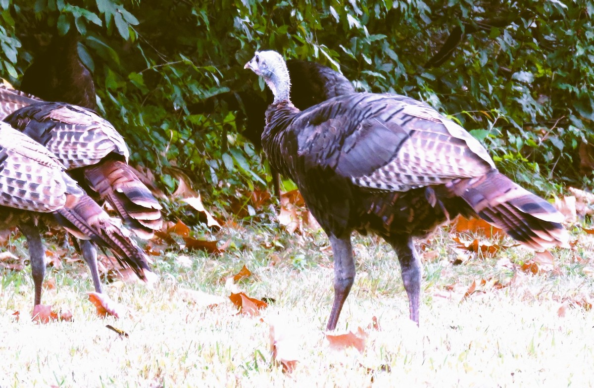 Wild Turkey - ML642343267