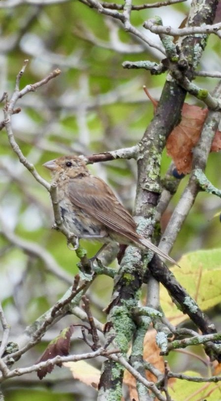 Indigo Bunting - ML642343288