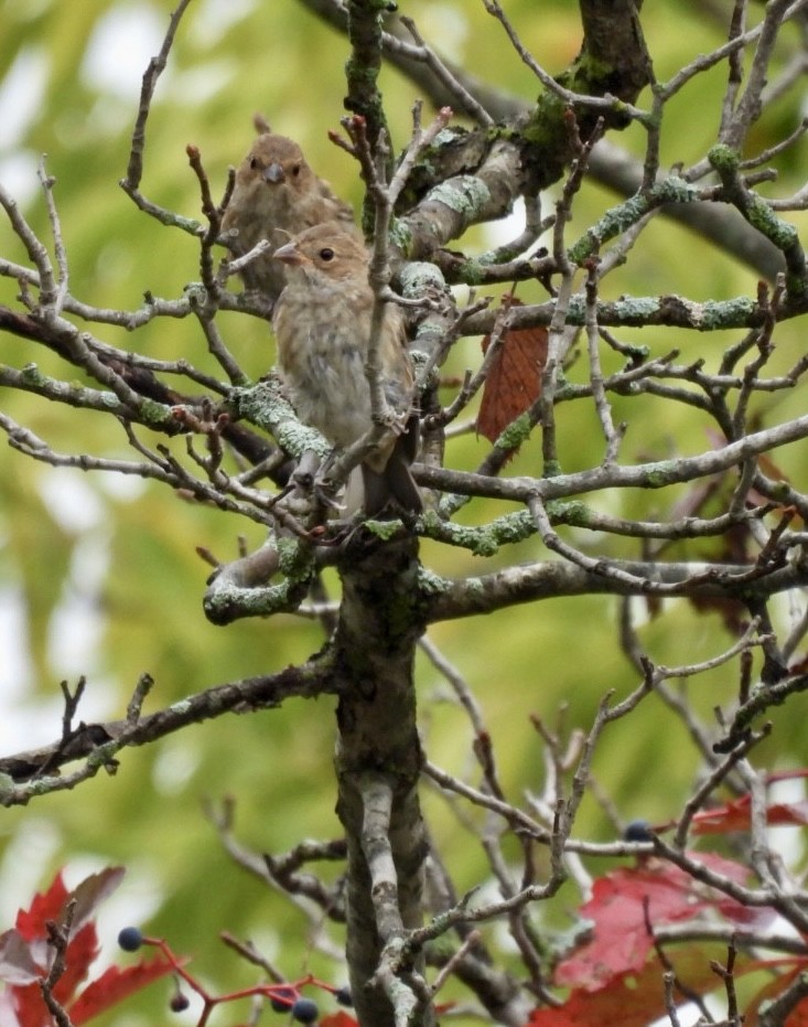 Indigo Bunting - ML642343289
