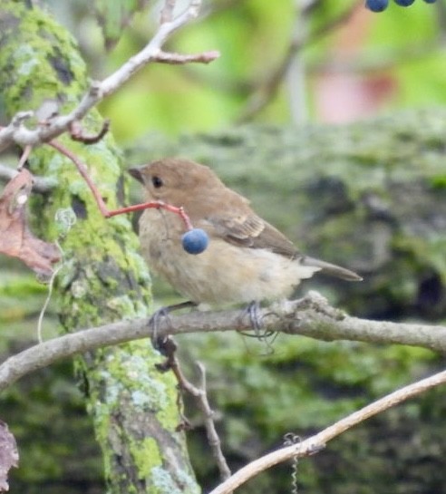 Indigo Bunting - ML642343290