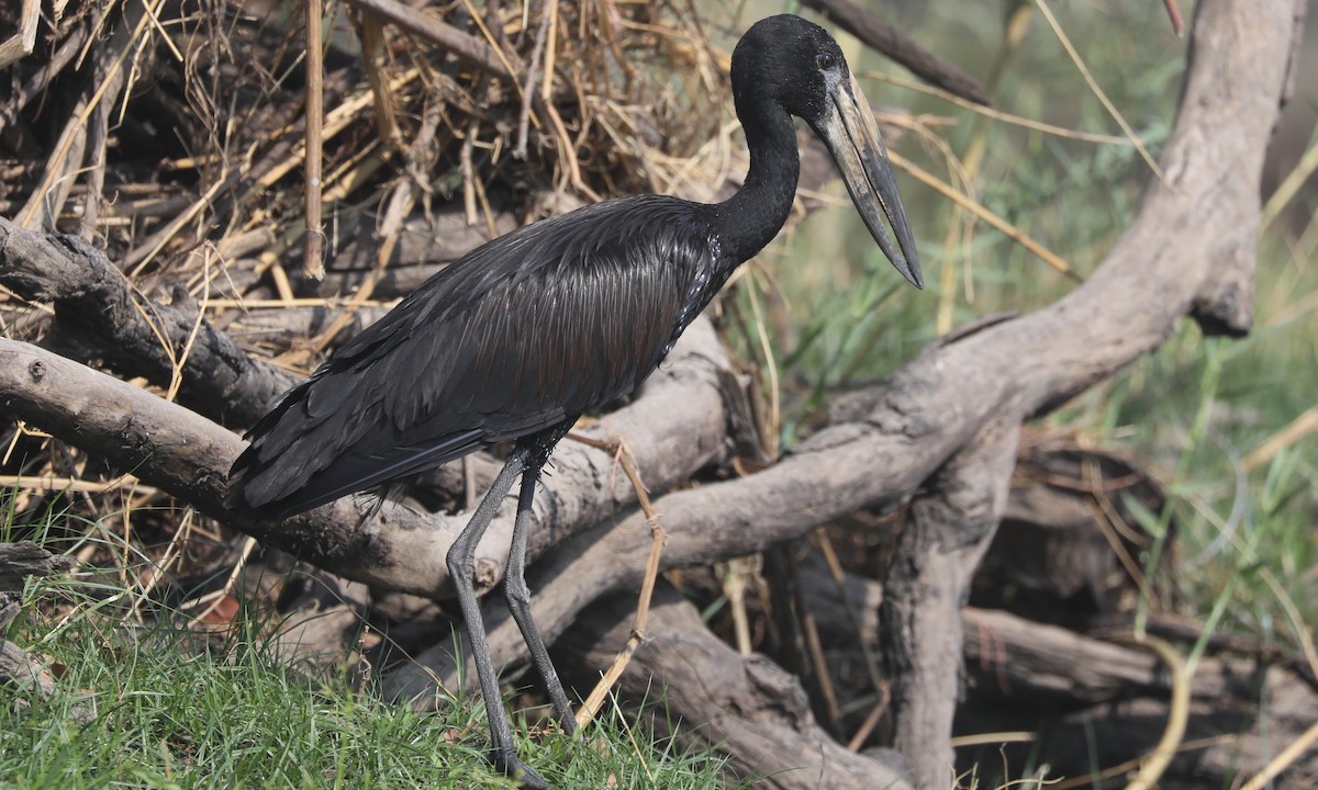 African Openbill - ML642343324