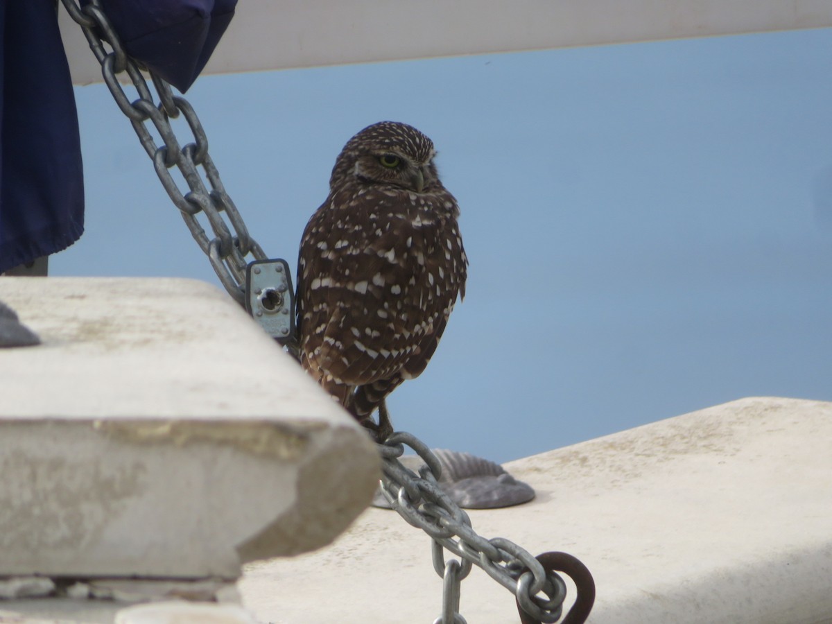 Burrowing Owl - ML642343325