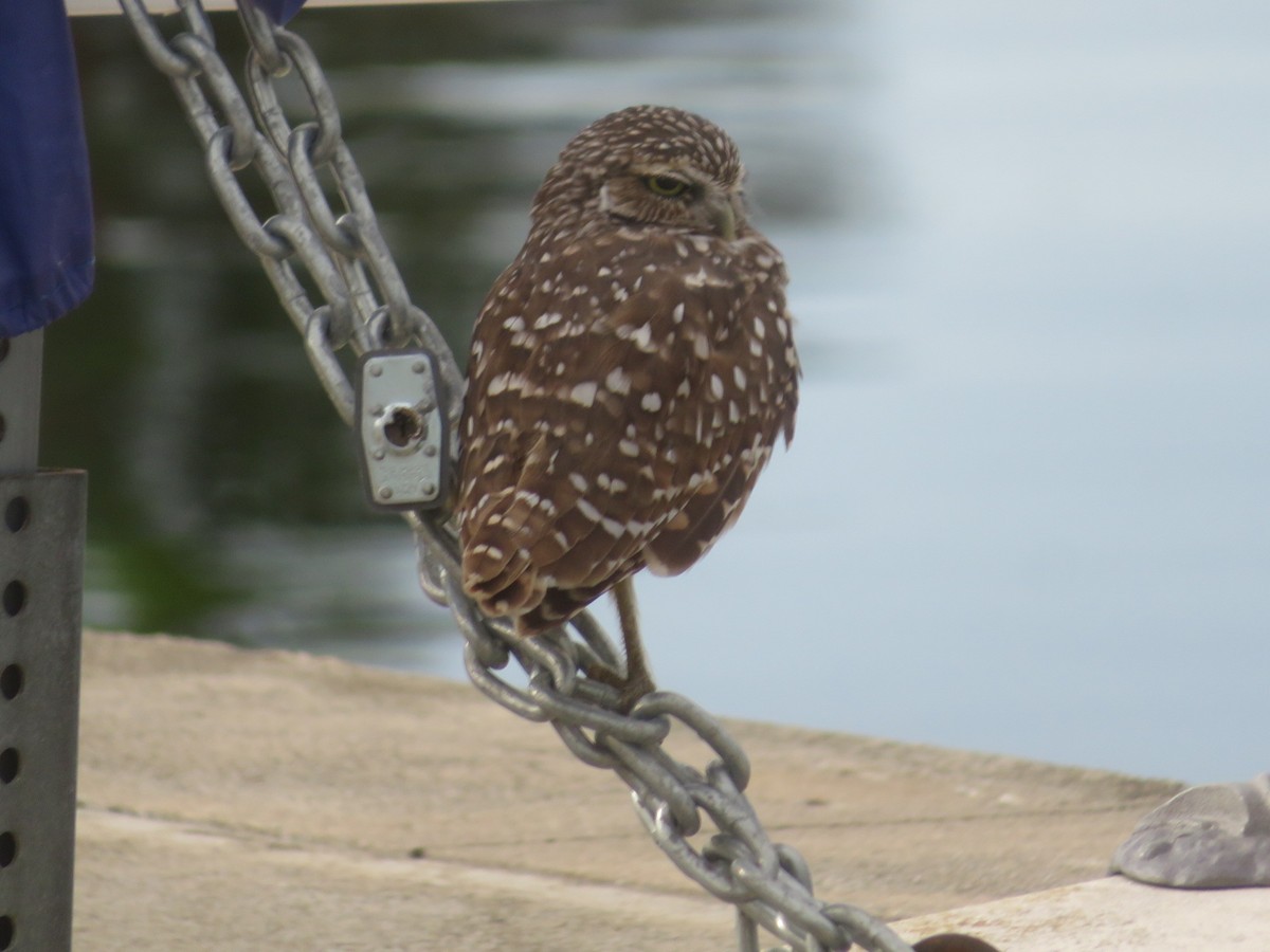 Burrowing Owl - ML642343326