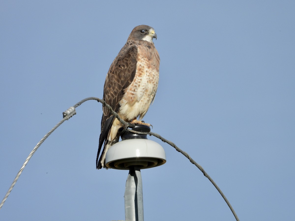 Swainson's Hawk - ML642343327