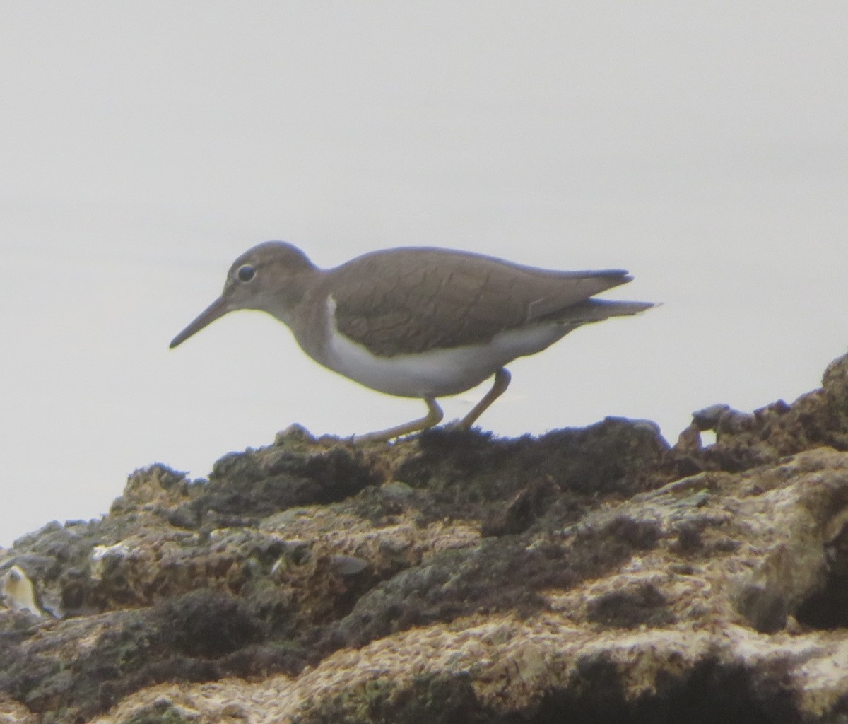 Spotted Sandpiper - ML642343330
