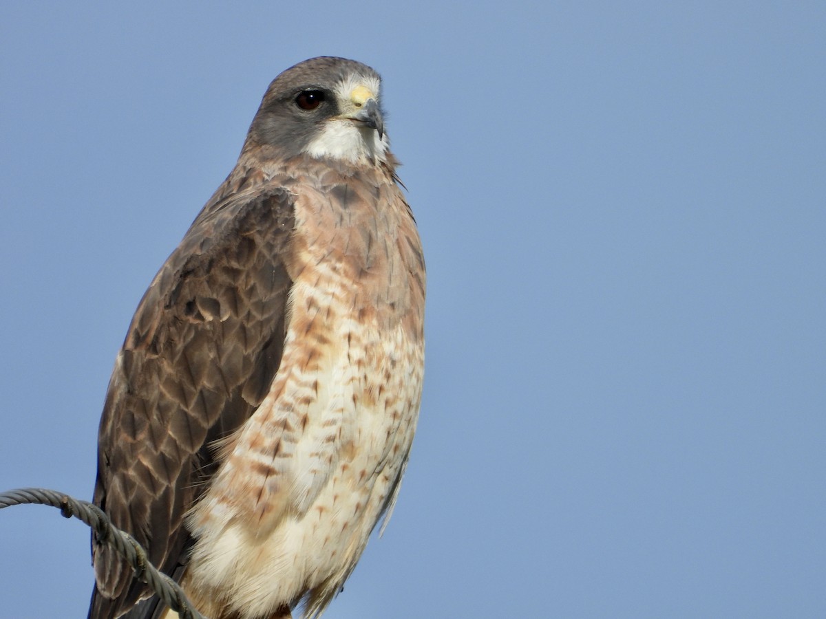 Swainson's Hawk - ML642343331