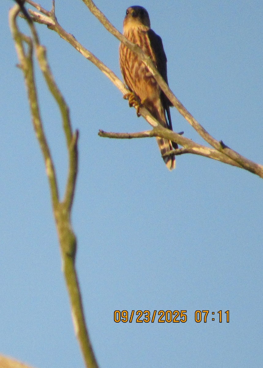Merlin - ML642343350