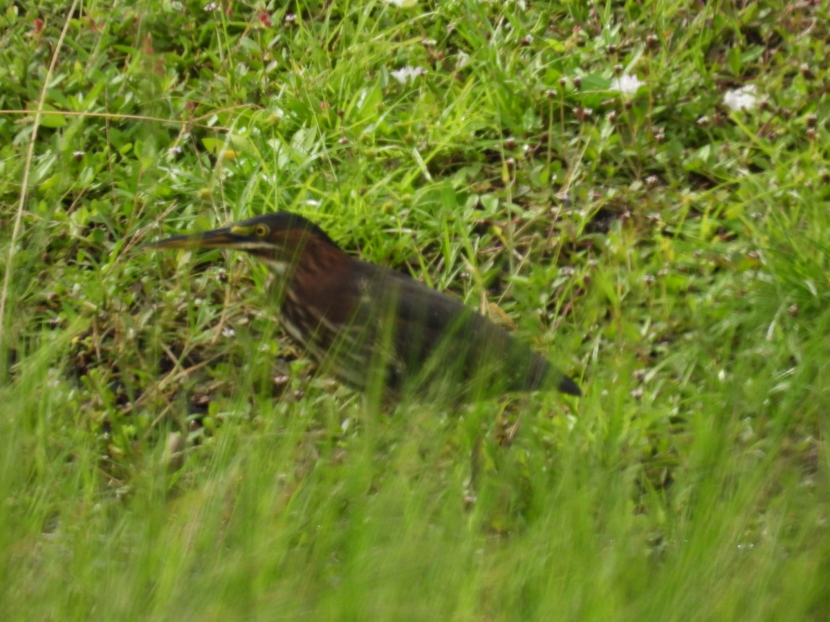 Green Heron - ML642343370