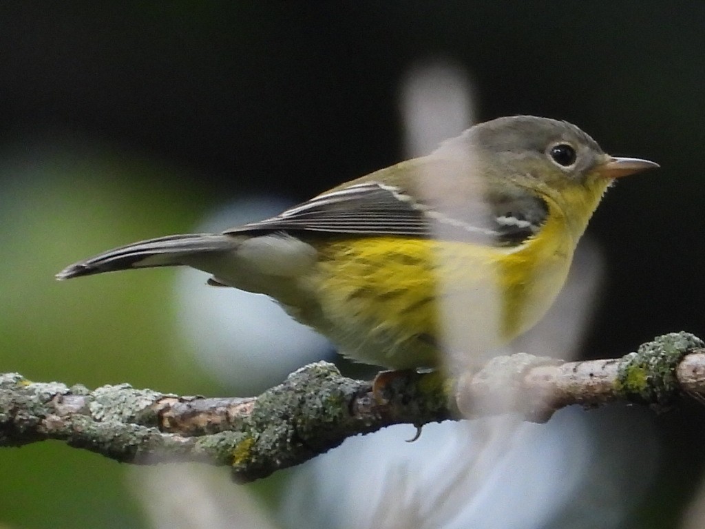 Magnolia Warbler - ML642343382