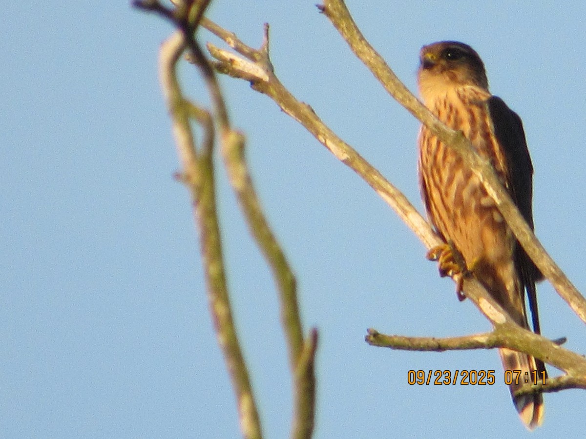 Merlin - ML642343383