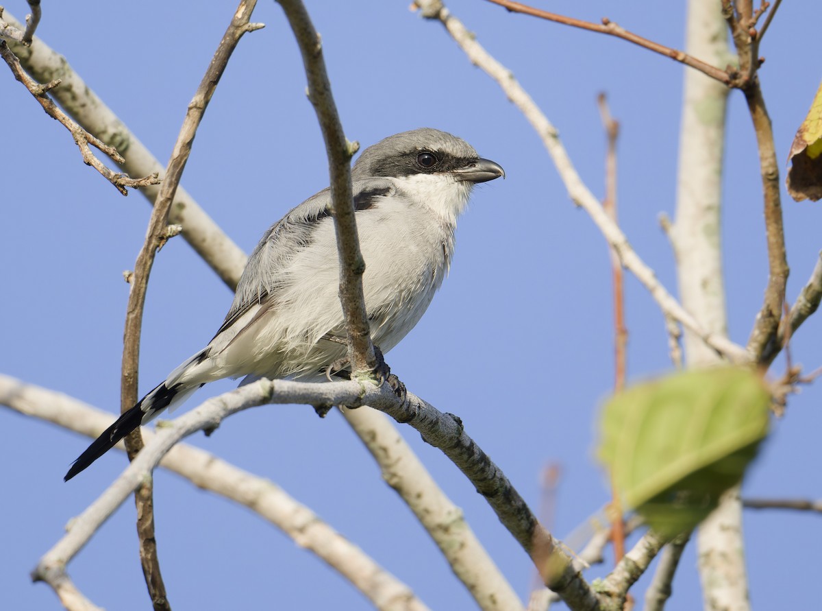Loggerhead Shrike - ML642343394