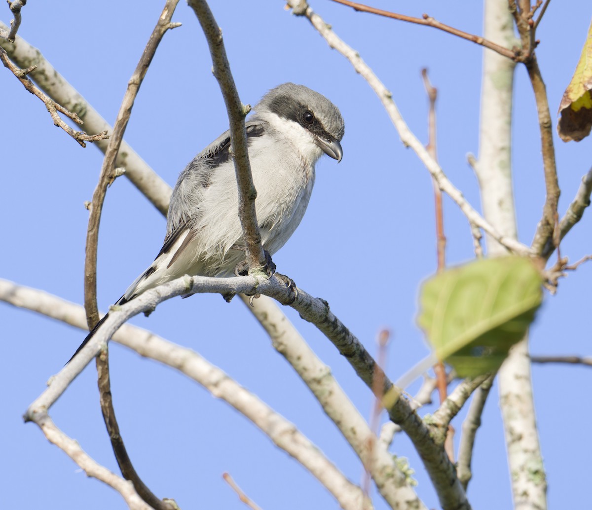 Loggerhead Shrike - ML642343397