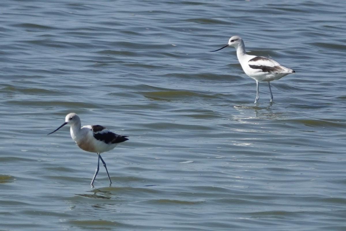 American Avocet - ML642343400