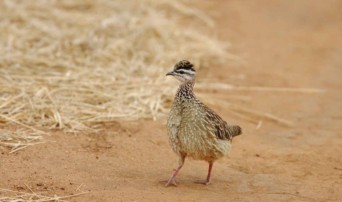 Crested Francolin - ML642343412