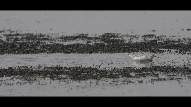 Wilson's Phalarope - ML642343421