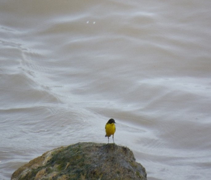 Western Yellow Wagtail - ML642343423
