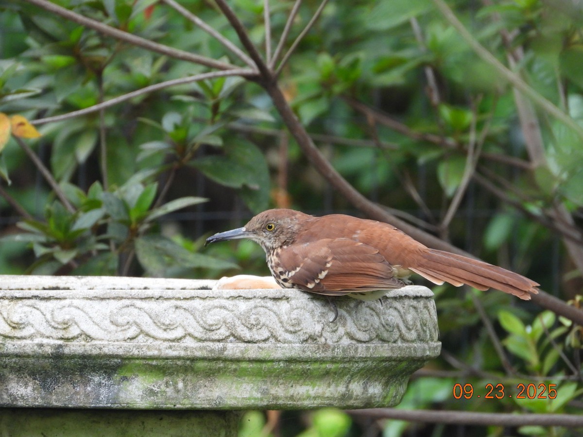 Brown Thrasher - ML642343437