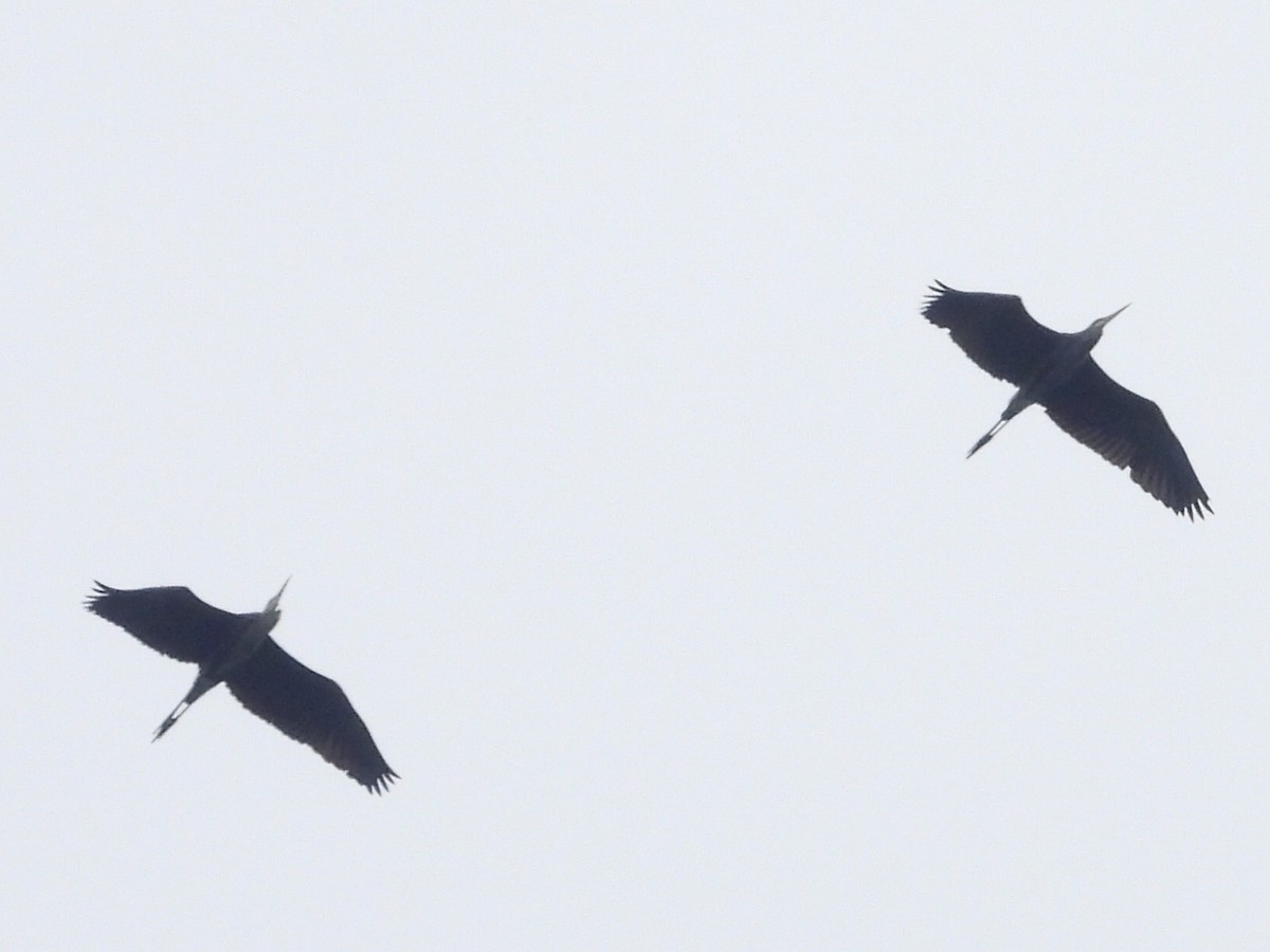 Great Blue Heron - ML642343440