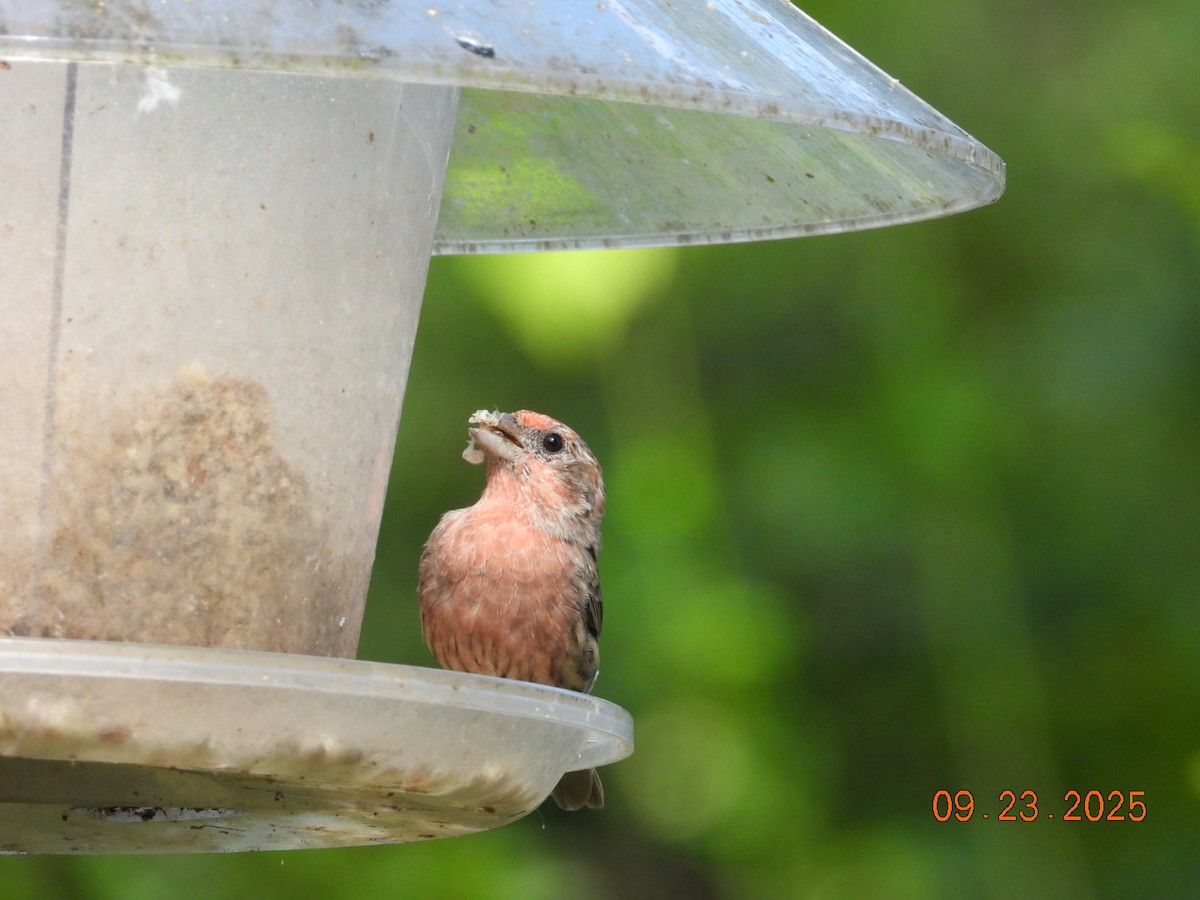 House Finch - ML642343445