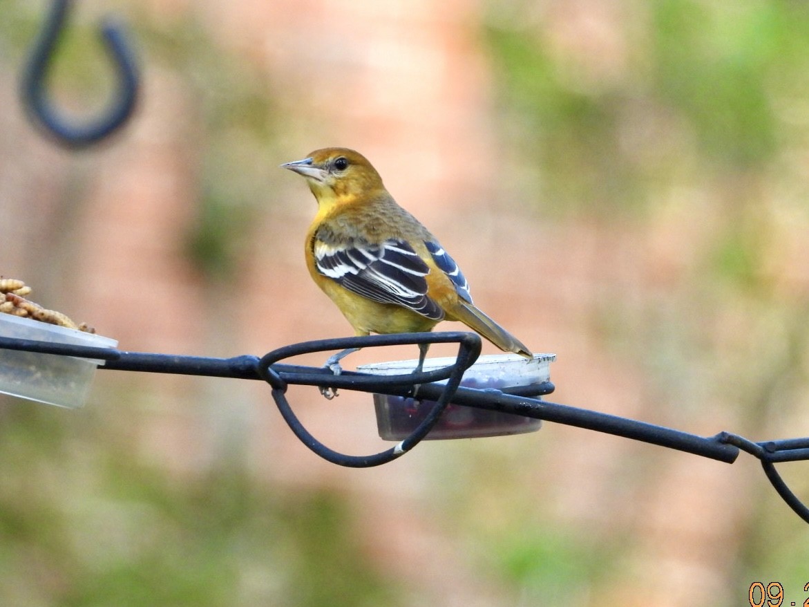 Baltimore Oriole - ML642343453