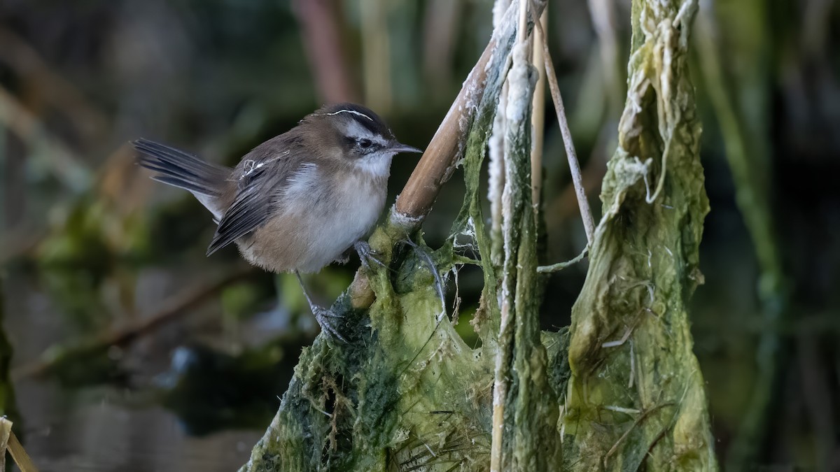 Moustached Warbler - ML642343459