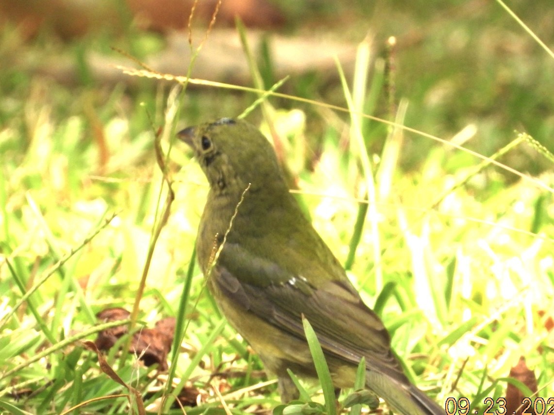 Painted Bunting - ML642343472