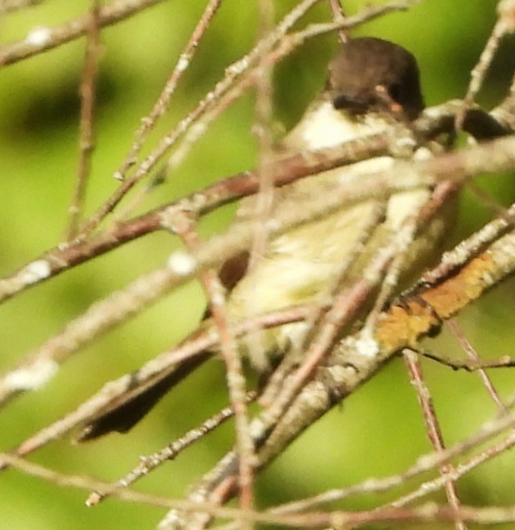 Eastern Phoebe - ML642343473