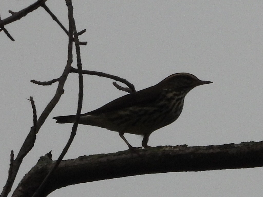 Northern Waterthrush - ML642343481