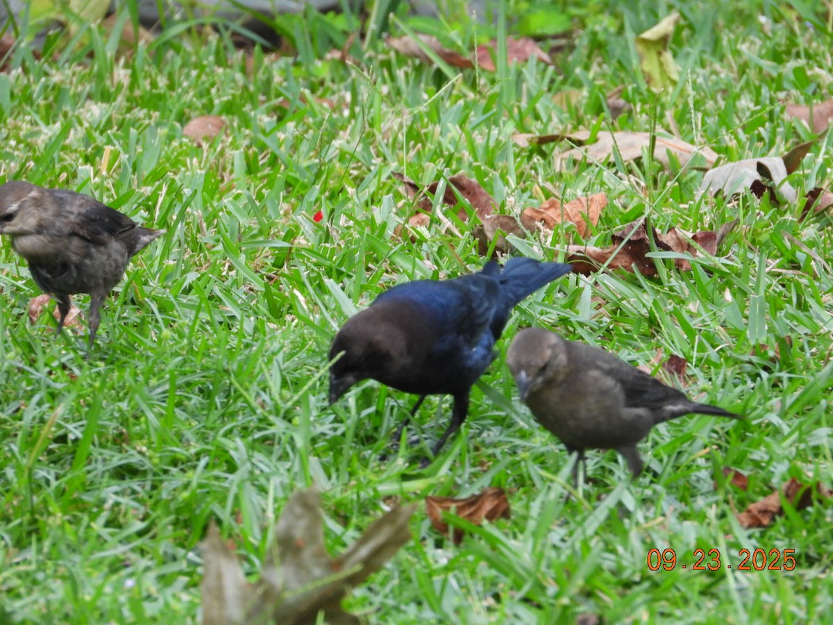 Brown-headed Cowbird - ML642343489