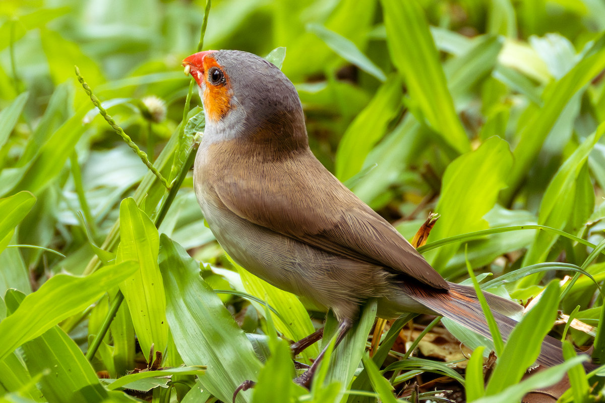Orange-cheeked Waxbill - ML642343494