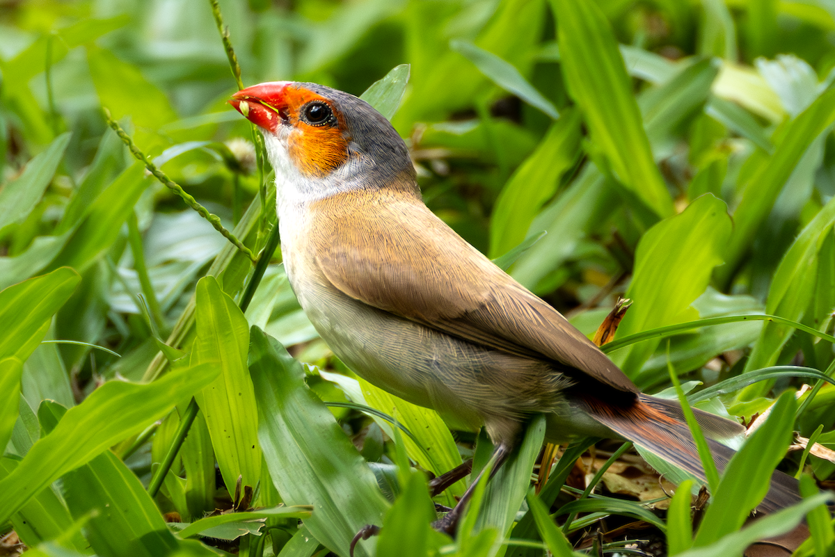 Orange-cheeked Waxbill - ML642343495