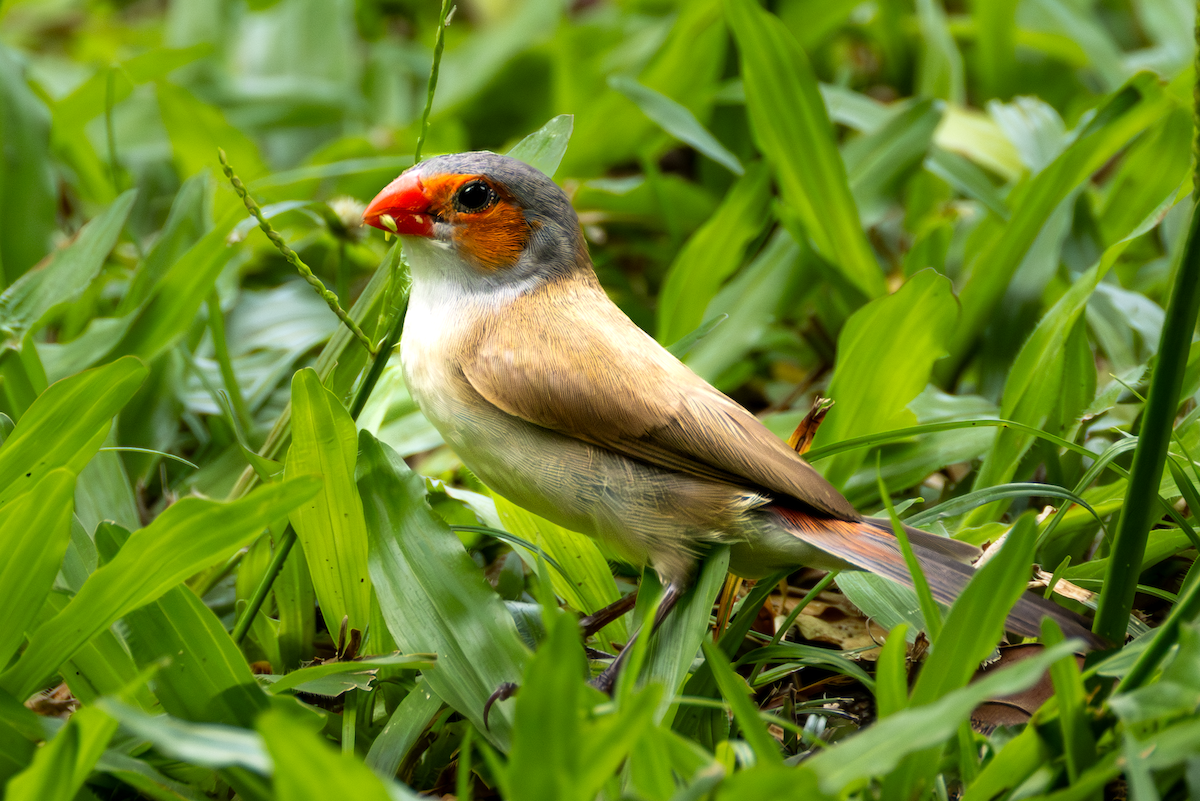 Orange-cheeked Waxbill - ML642343496