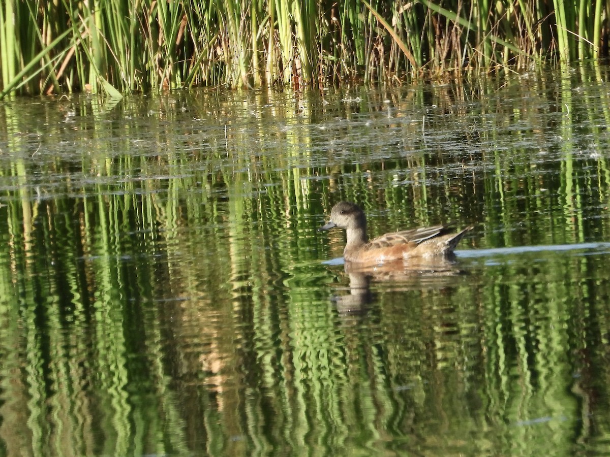 American Wigeon - ML642343504
