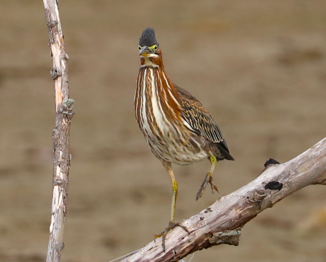 Green Heron - ML642343516