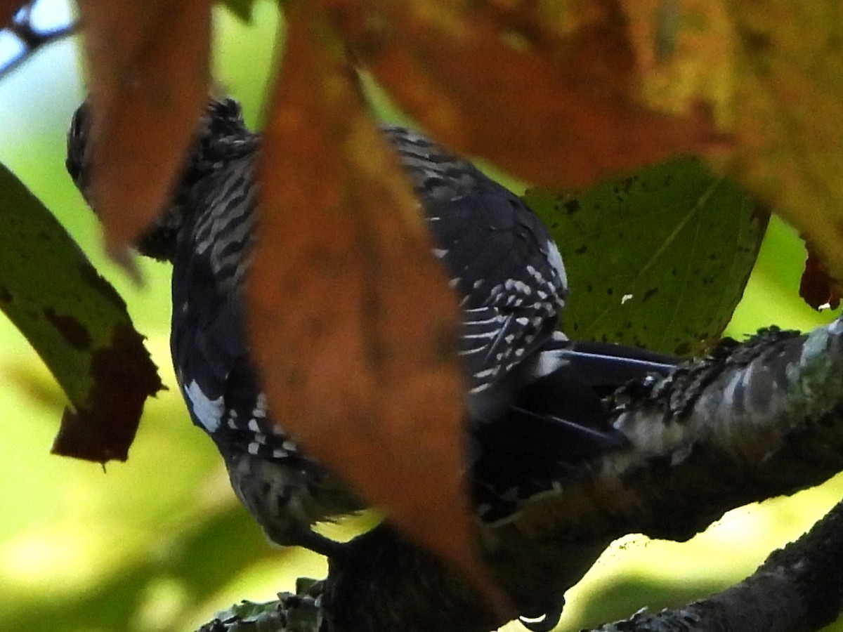 Yellow-bellied Sapsucker - ML642343529
