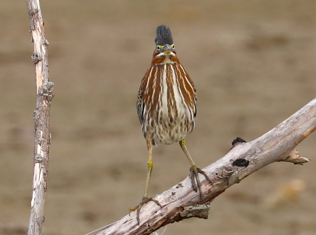 Green Heron - ML642343534