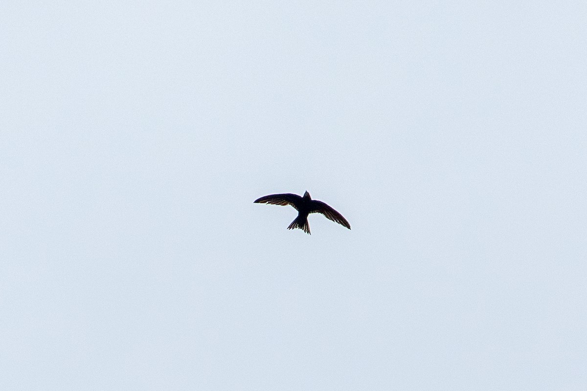 Pallid Swift - ML642343535