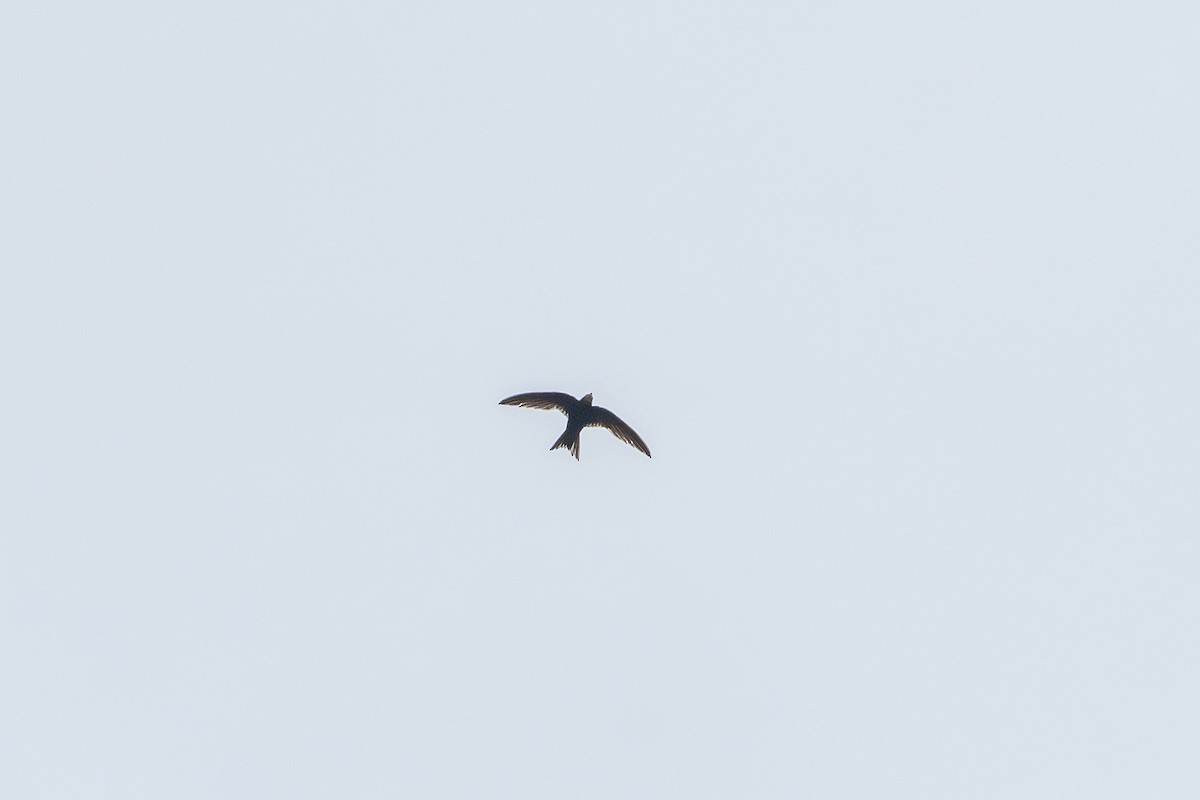 Pallid Swift - ML642343536
