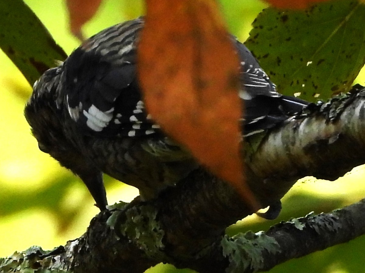 Yellow-bellied Sapsucker - ML642343537