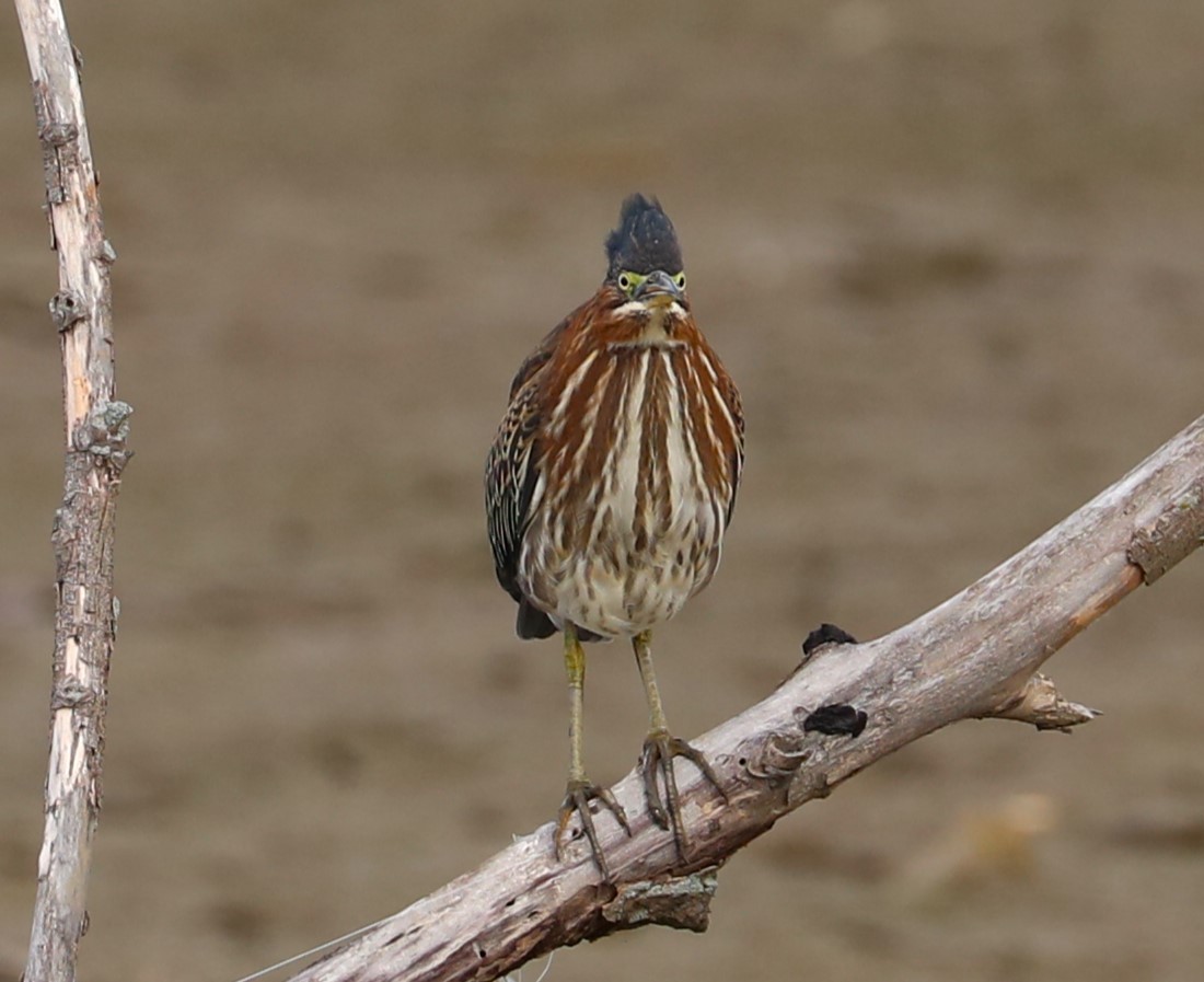Green Heron - ML642343538