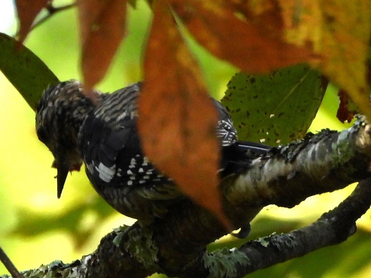 Yellow-bellied Sapsucker - ML642343551
