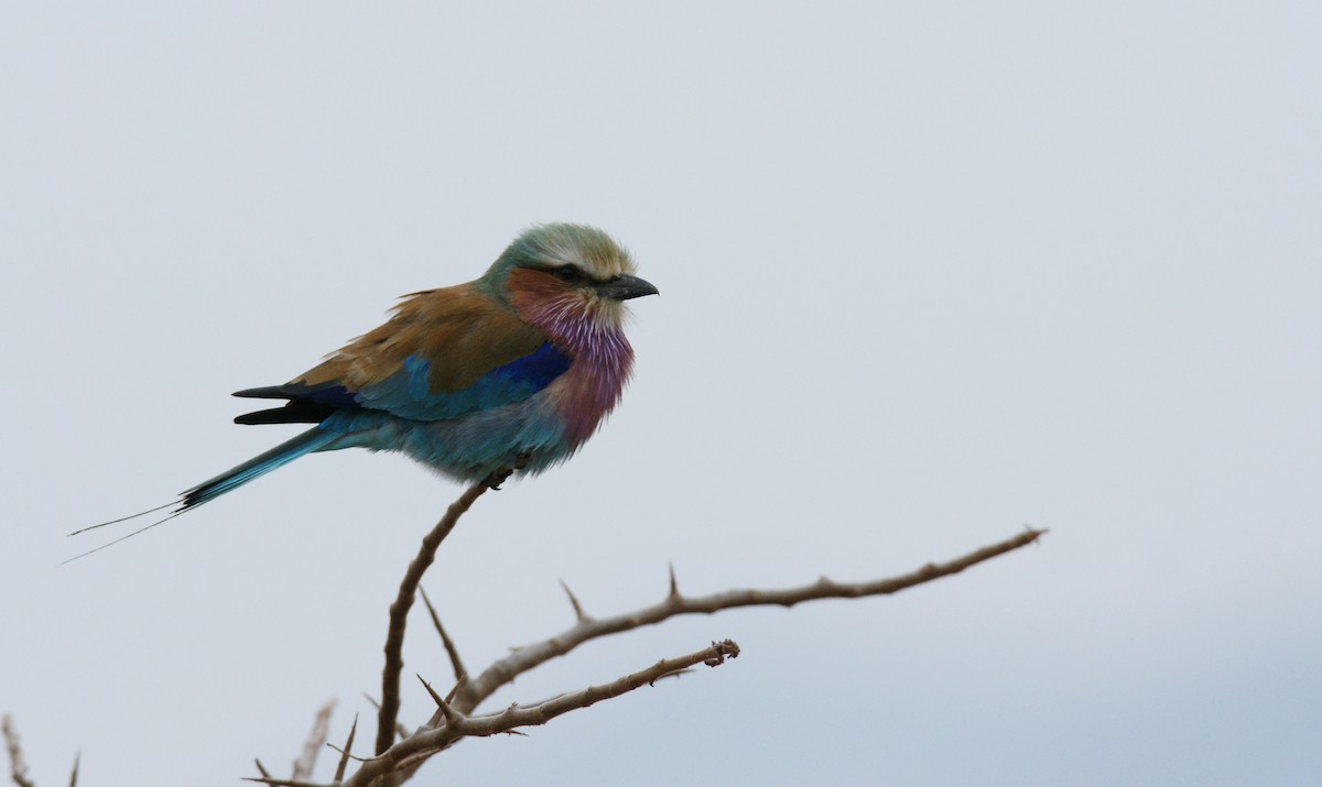Lilac-breasted Roller - ML642343554